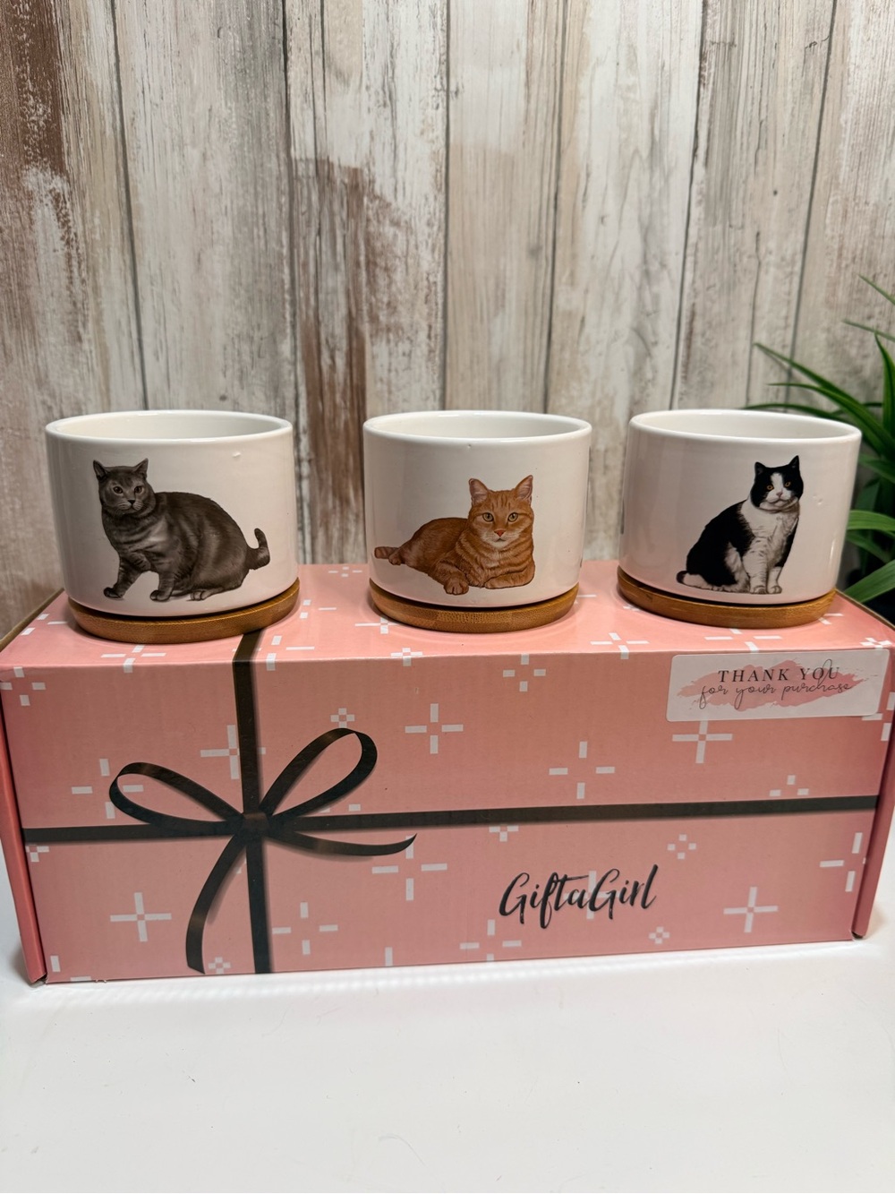 Cat Planters 3 Porcelain with wood bases New In Box Gift cpCats